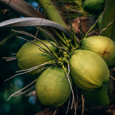 Why Indian Coconuts Are in High Demand Globally
